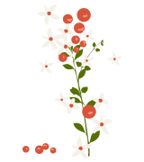 小さな花のイラスト